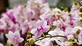 Ne add fel a reményt: Így tartsd életben az orchideád éveken át