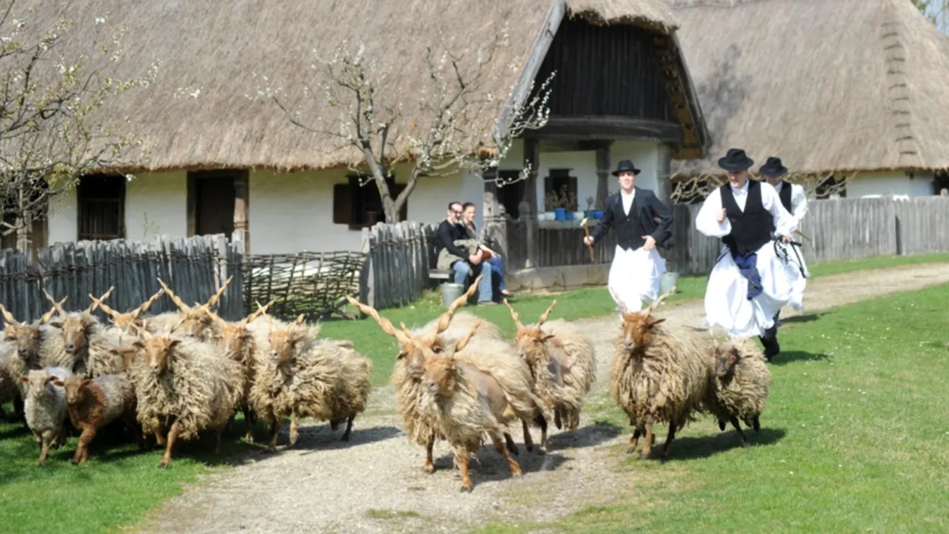 Megvadult kutya végzett pusztítást a szennai skanzen juhai között