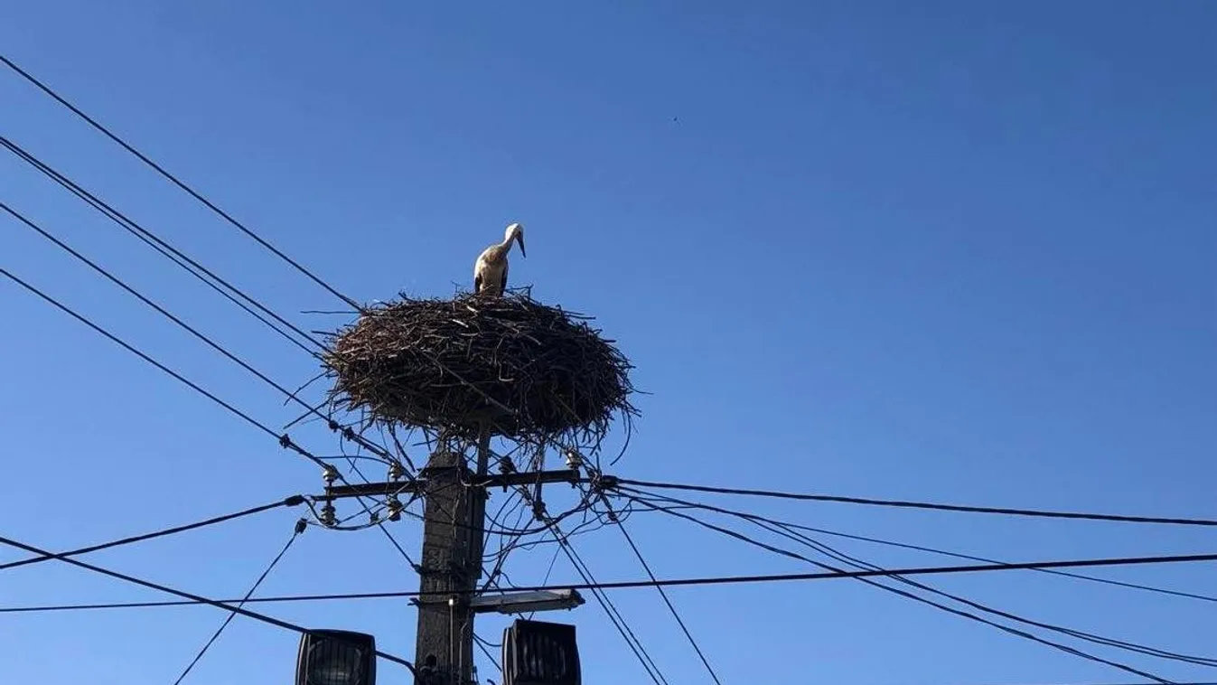 Erre a településre érkezett vissza az első gólya