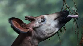 Ilyen állat nincs is! Zsiráf ez vagy zebra?