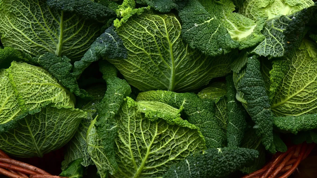 Ma van a káposzta napja: lássuk, mire jó ez a megosztó étel!