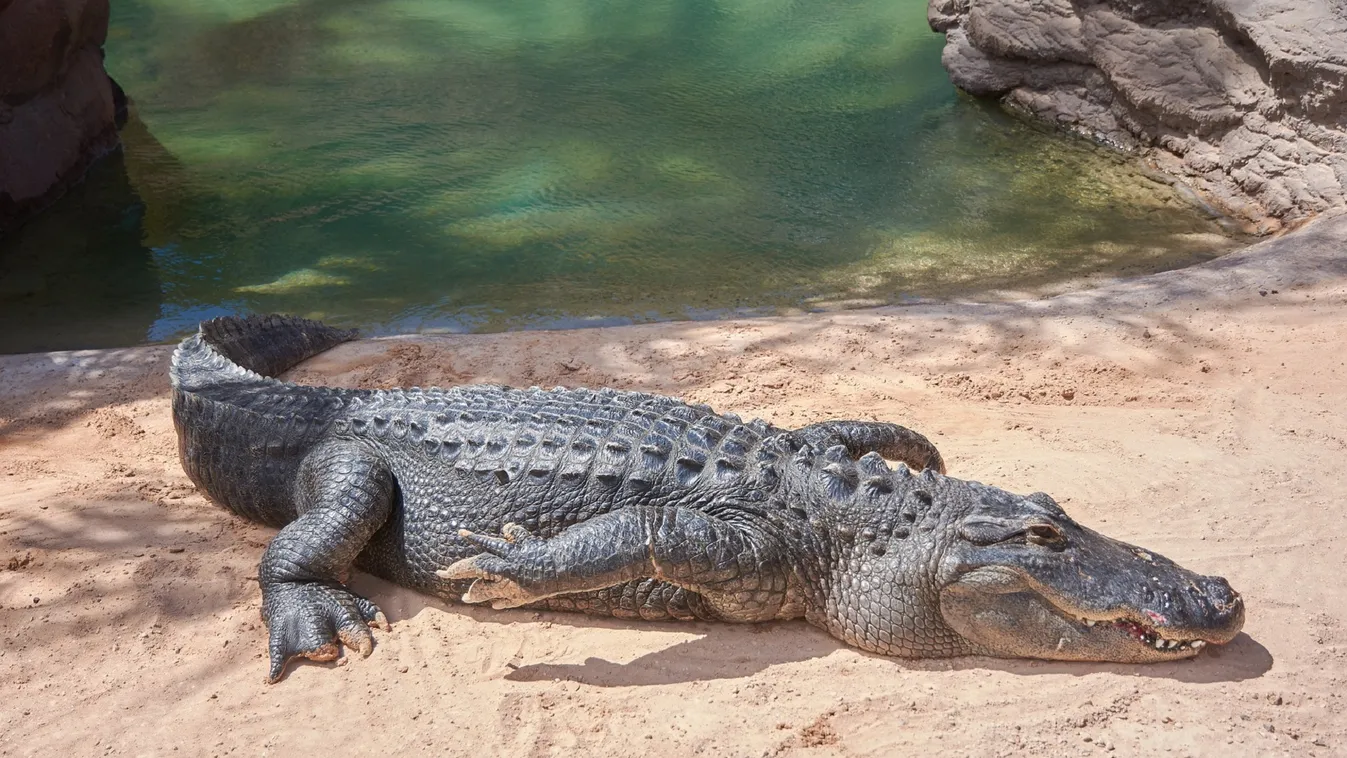 Videó: Kiszökött egy krokodil az állatkerti furgonból Floridában