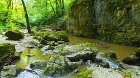 Így védd az erdőket – Praktikus tippek az erdők világnapján