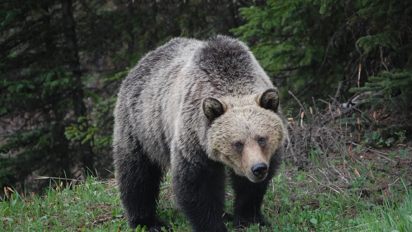 Grizzly medve ölt meg egy családapát a híres nemzeti park közelében