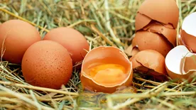 Ezt biztosan nem tudtad, akár fél évig is friss marad a tojás