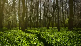 Az életünk a tét: erre ügyelj, ha medvehagymára vadászol!