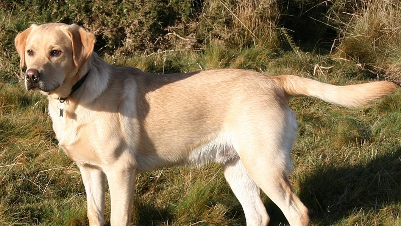 Amerikában 31. éve a labrador retriever a legnépszerűbb kutyafajta