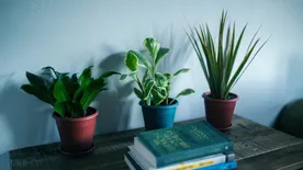 Fényre éheznek a növényeid? Nem mindegy, hová teszed őket!