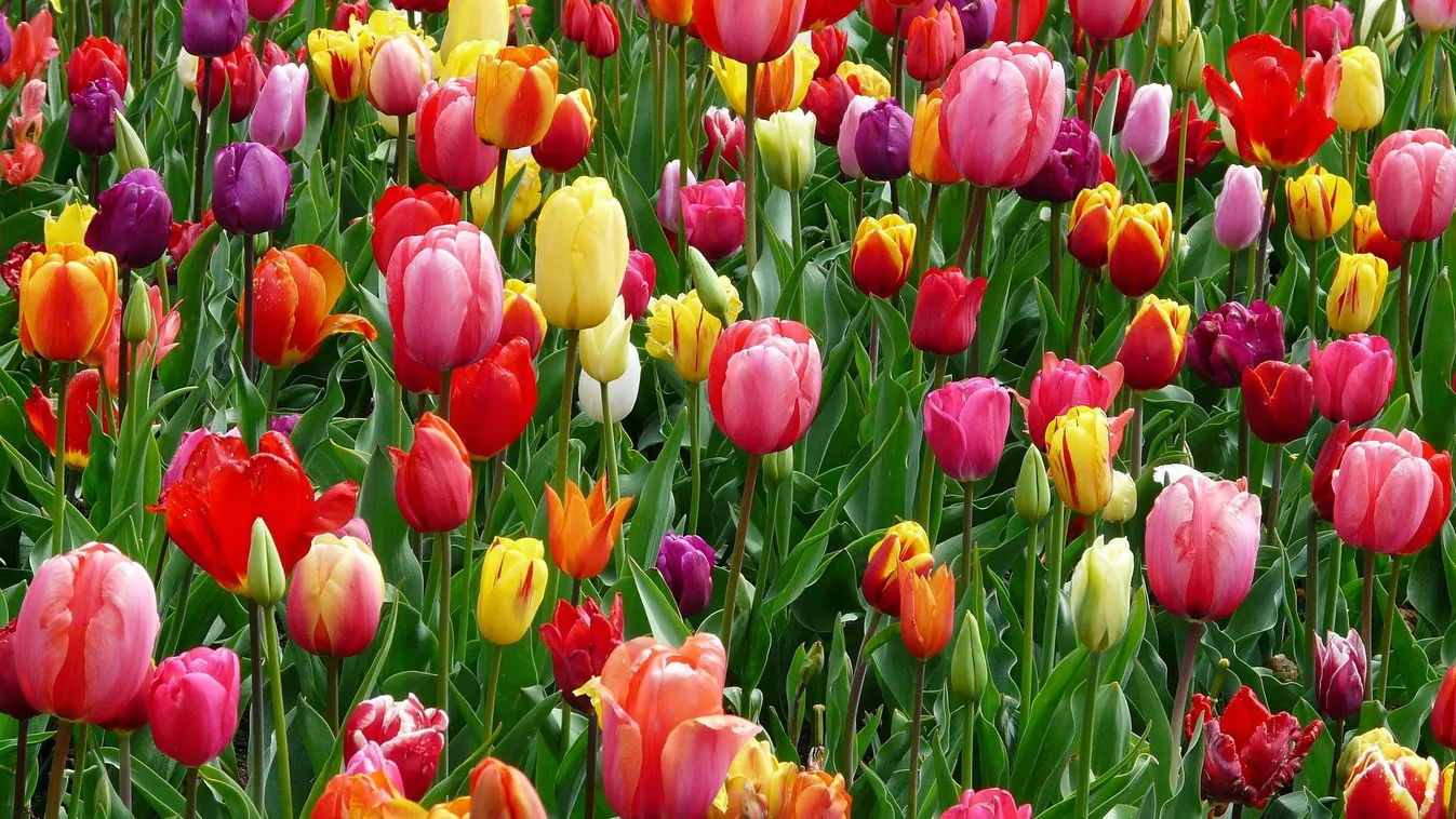 Olaszország legnagyobb tulipánmezején szedhetünk is egy csokorravalót