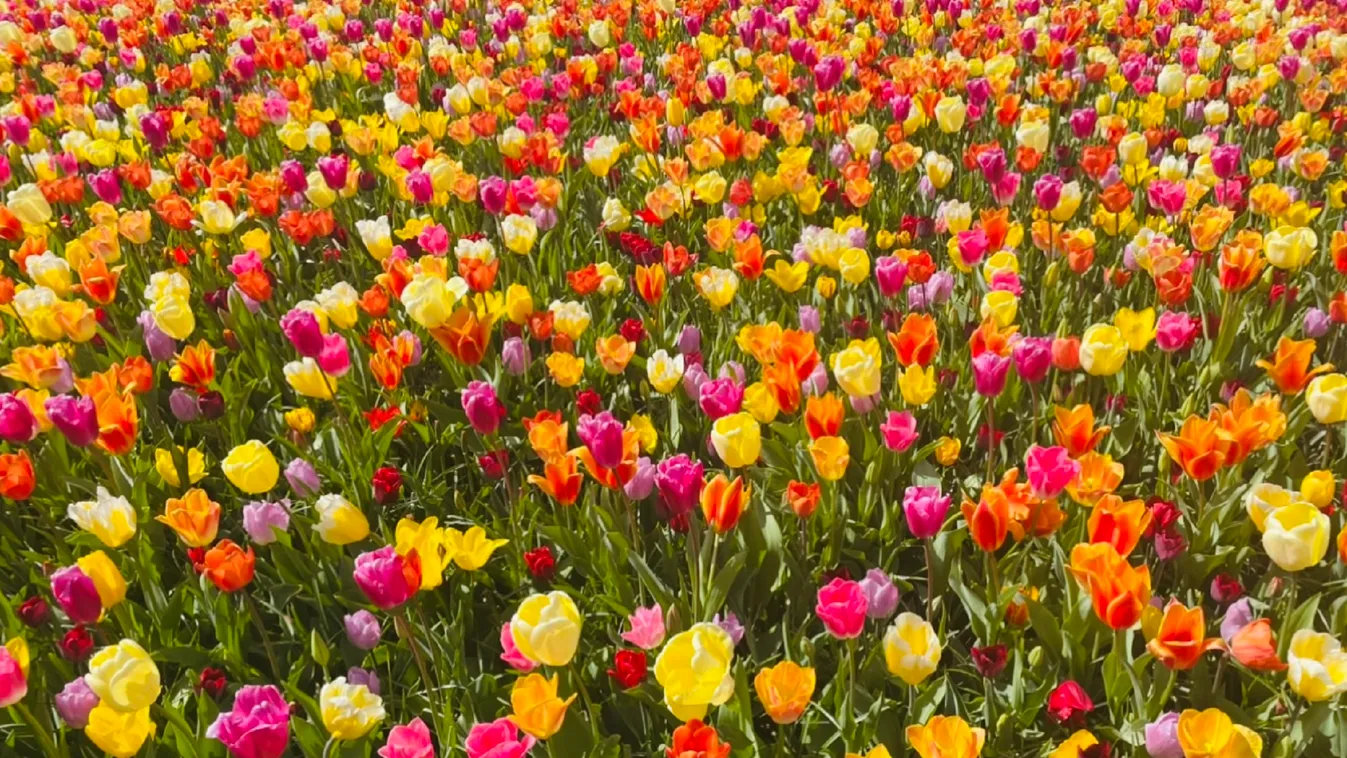 Videó: Ámulatba ejtő tulipánvirágzás - Keukenhofban jártunk
