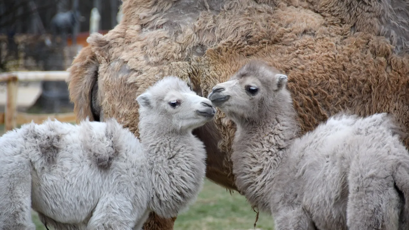 Kétszáz cirkuszi állatot nézhetünk meg az újonnan megnyitott autós safari parkban