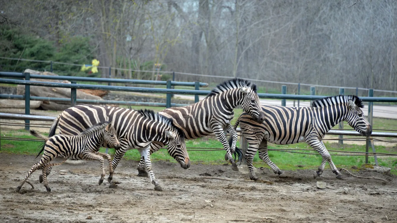 Chapman zebra született a Nyíregyházi Állatparkban