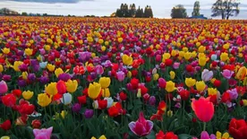 Százhúszezer virágot számláló tulipános kert nyílt hazánkban