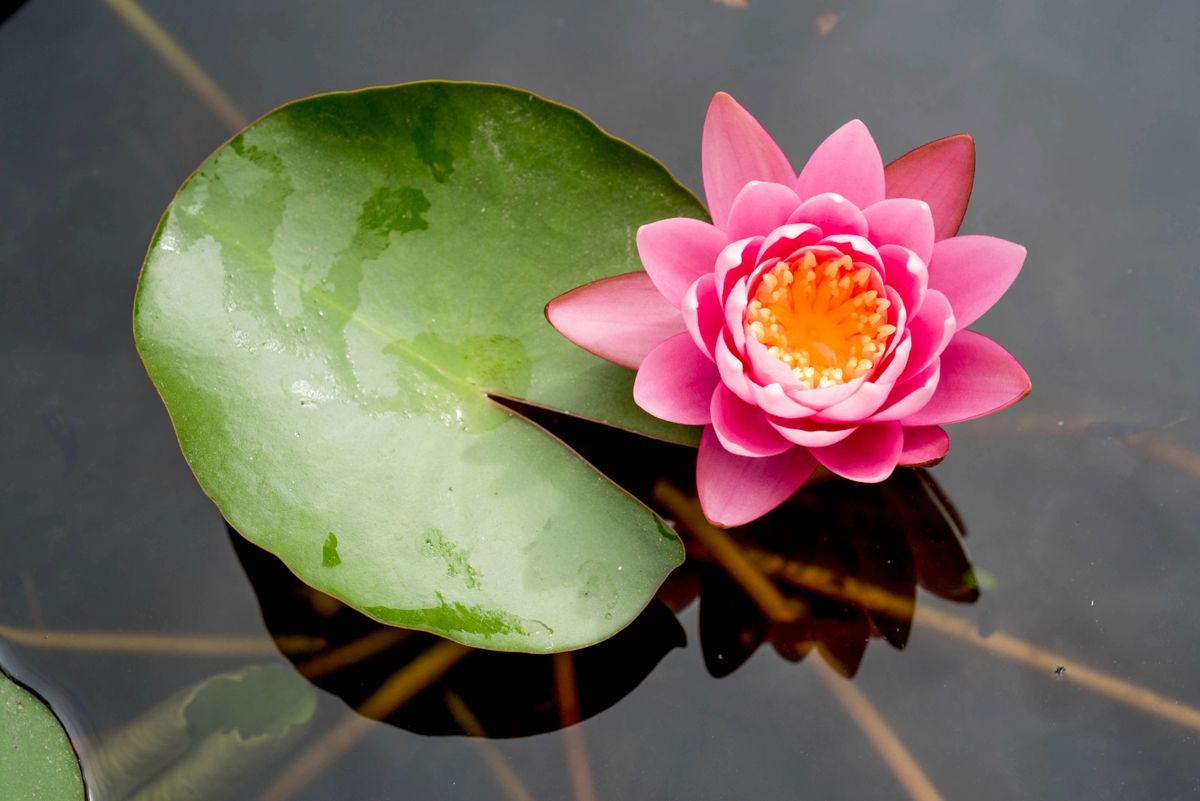 Pink,Lotus,Flowers,Blooming,On,Pond