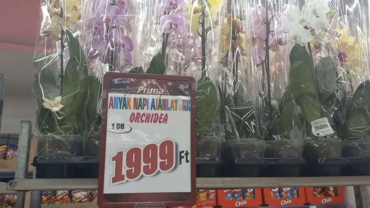 CBA Príma, Orchidea