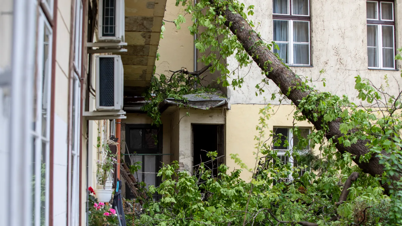 Centiken múlott a tragédia, százéves fa dőlt ki Budán