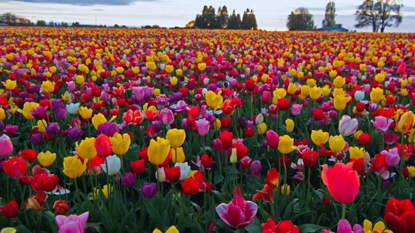 Százhúszezer virágot számláló tulipános kert nyílt hazánkban
