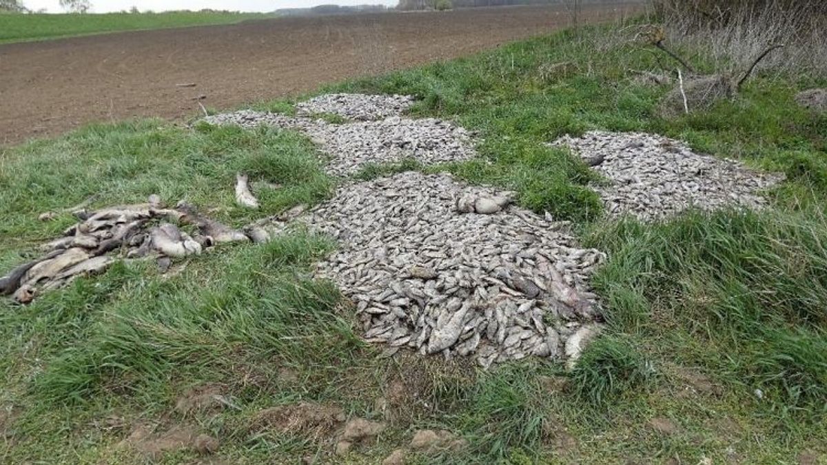 Sokkoló látvány: Több száz kiló haltetemet találtak Hajdú-Biharban – fotó