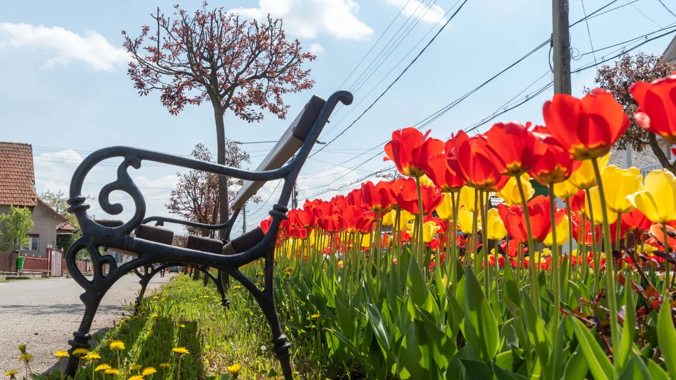Lélegzetelállító tulipánözönnel csábít ez az apró erdélyi falu