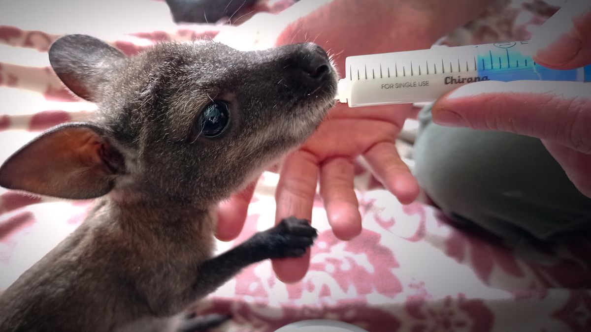 Kézből nevelik Djangot, a földre pottyant kengurubébit