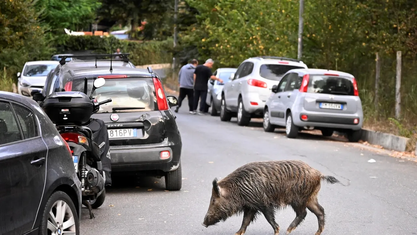 Betiltották a piknikezést Rómában a vaddisznó-támadások miatt