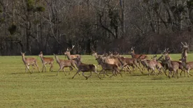Videó: Celldömölknél porfelhőt hagytak maguk után a vágtázó szarvasok
