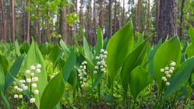 Mérgező növények a kertből - Melyek lehetnek ezek?