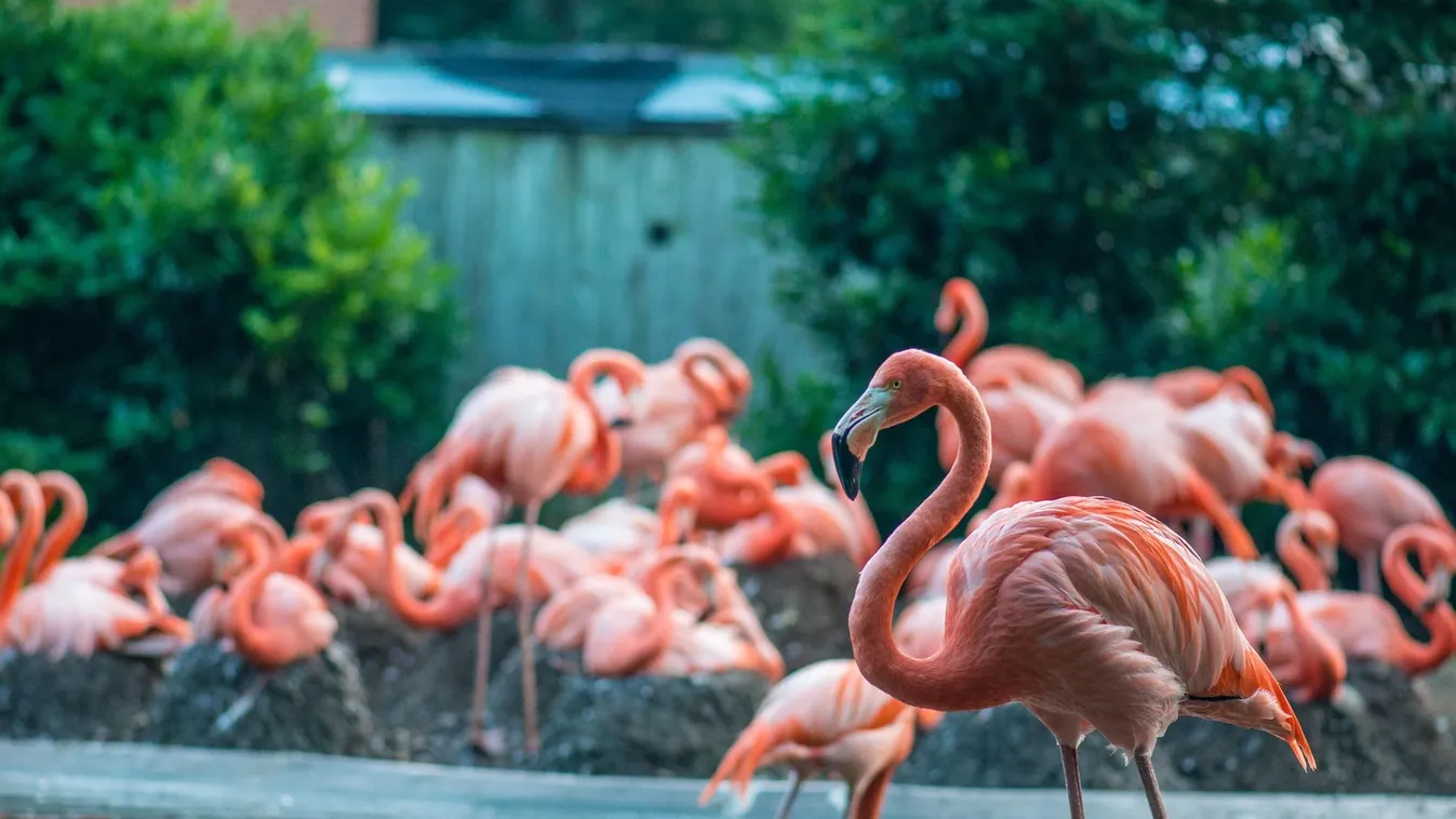 Flamingó-pusztítást végzett egy róka a washingtoni állatkertben