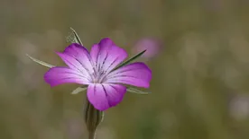 Figyelem! Védett, de mérgező is ez a hazánkban most nyíló virág