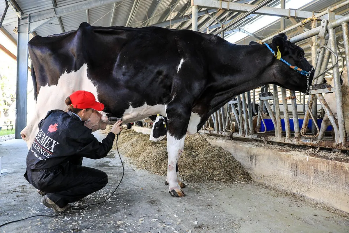 Baloghtagi gazdaság csodatehene, 120 liter tej naponta