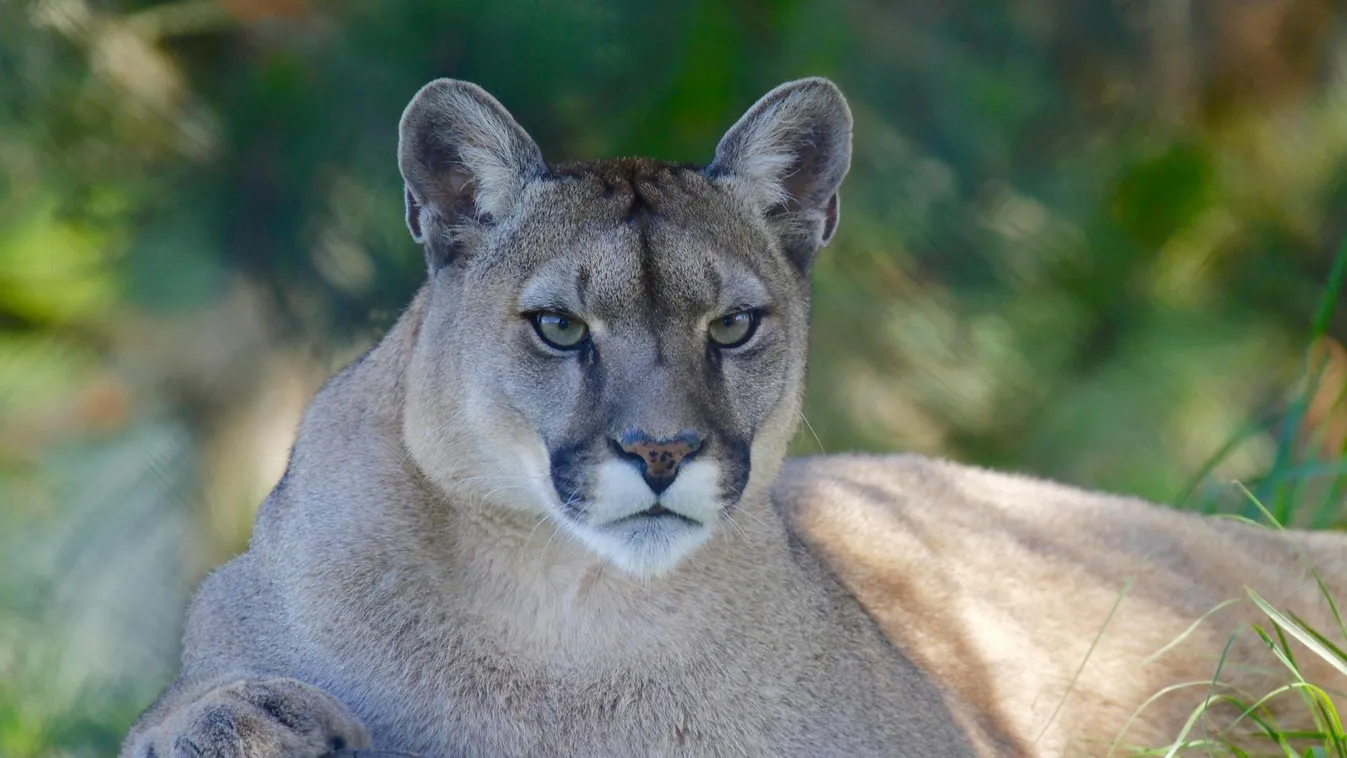 Puma támadt rá egy 9 éves kislányra táborozás közben