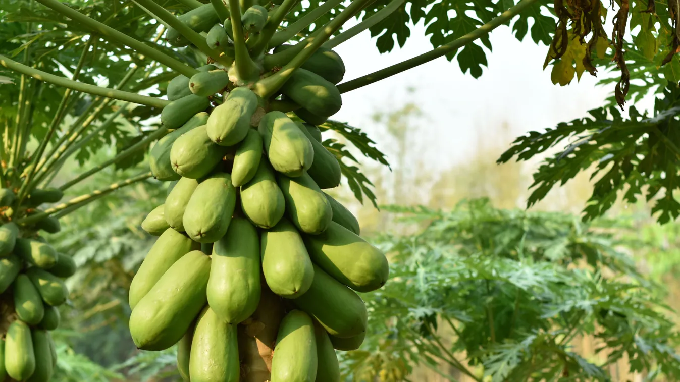 Papaya