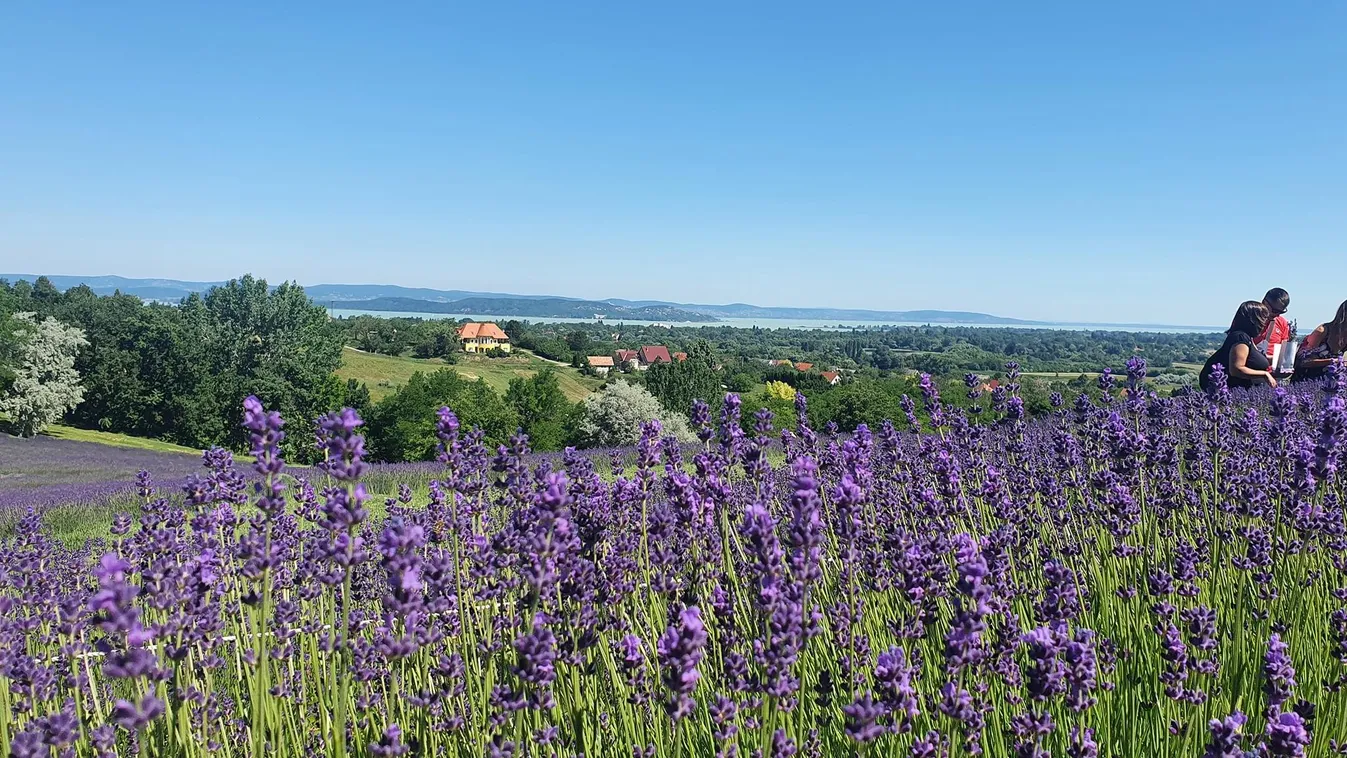 Lila meseország vár a Balatonnál
