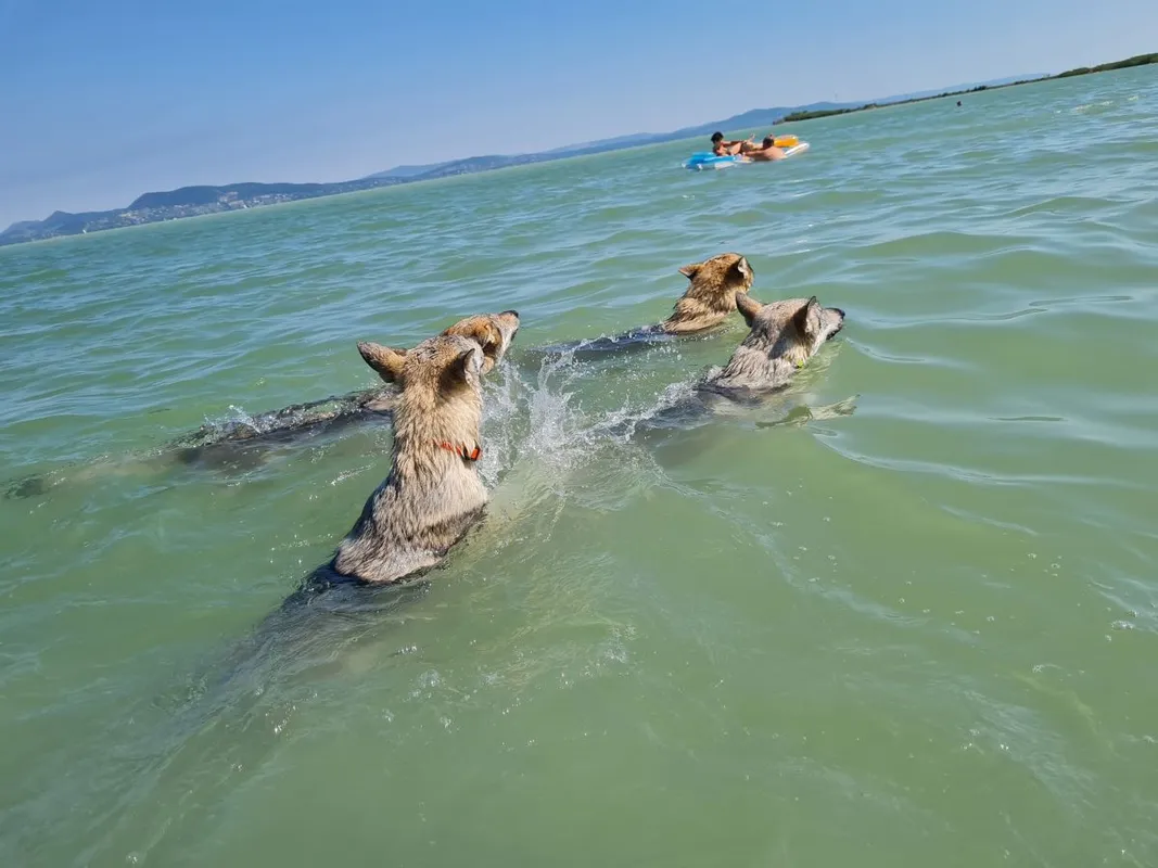Farkasok a Balatonban