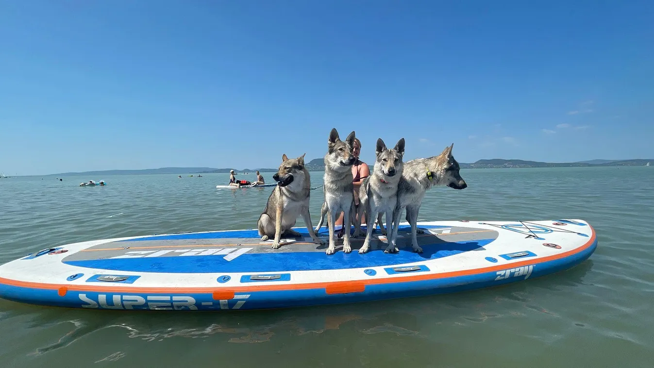 Farkasok pattantak Sup-ra a Balatonon
