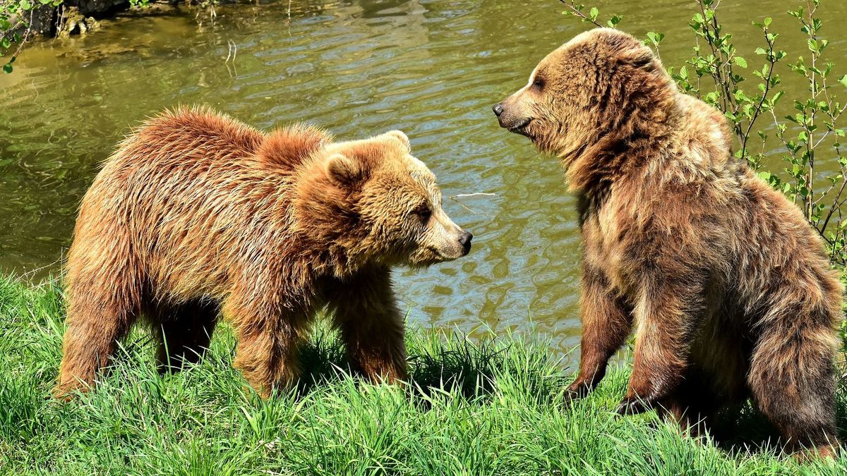 Kitört a pánik: Kettő medvét láttak egy Pest megyei település, mutatjuk hol