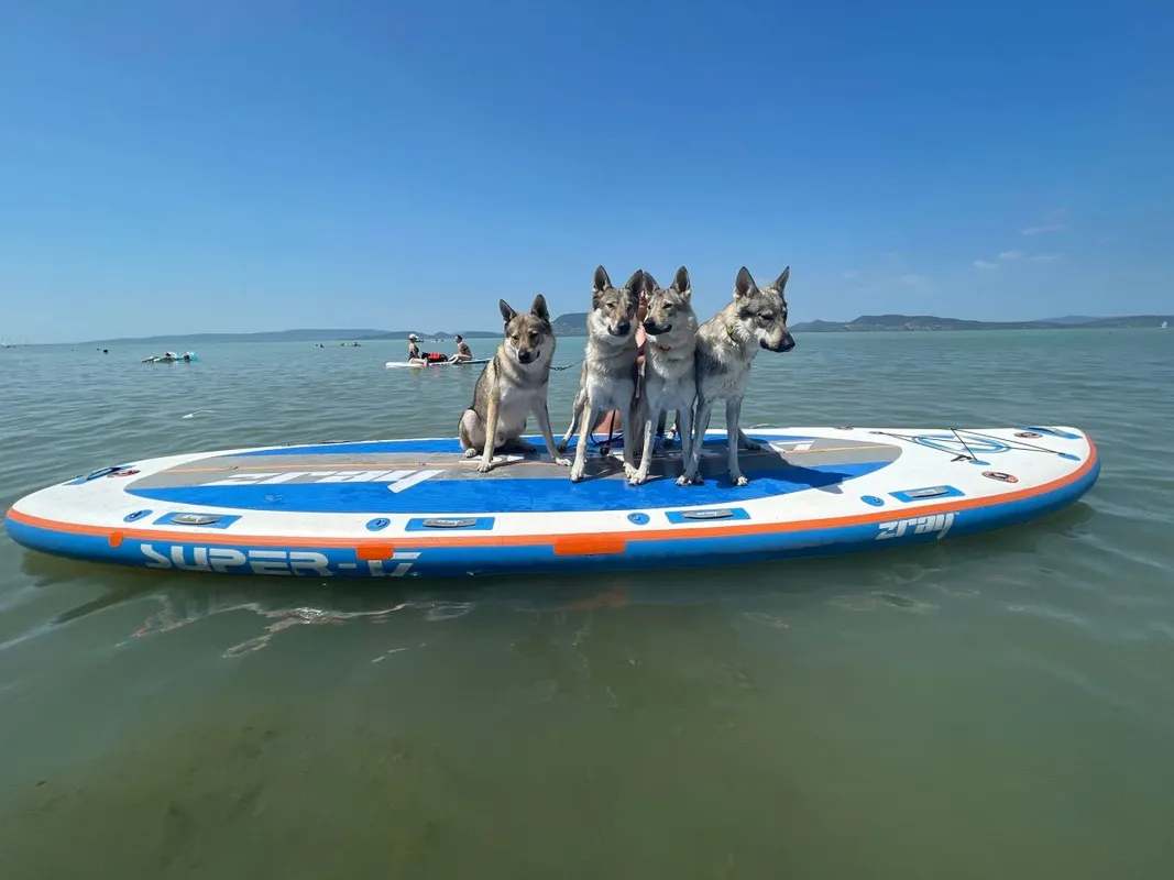 farkasok a Balatonban
