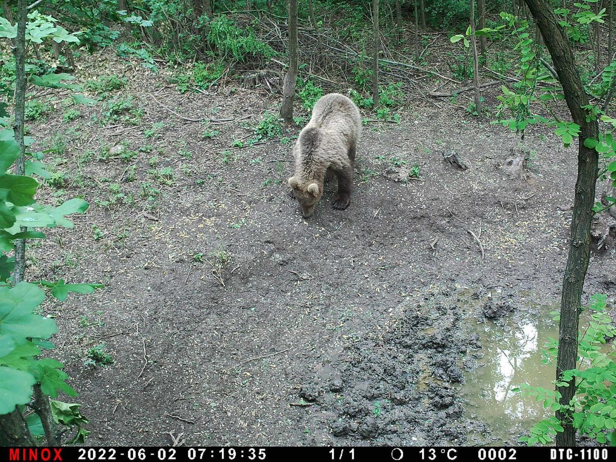 Medve a kartali vadásztársaság vadkameráján
