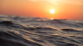 Pánik tört ki a strandon, borzalmas fertőzés támadta meg a fürdőzőket