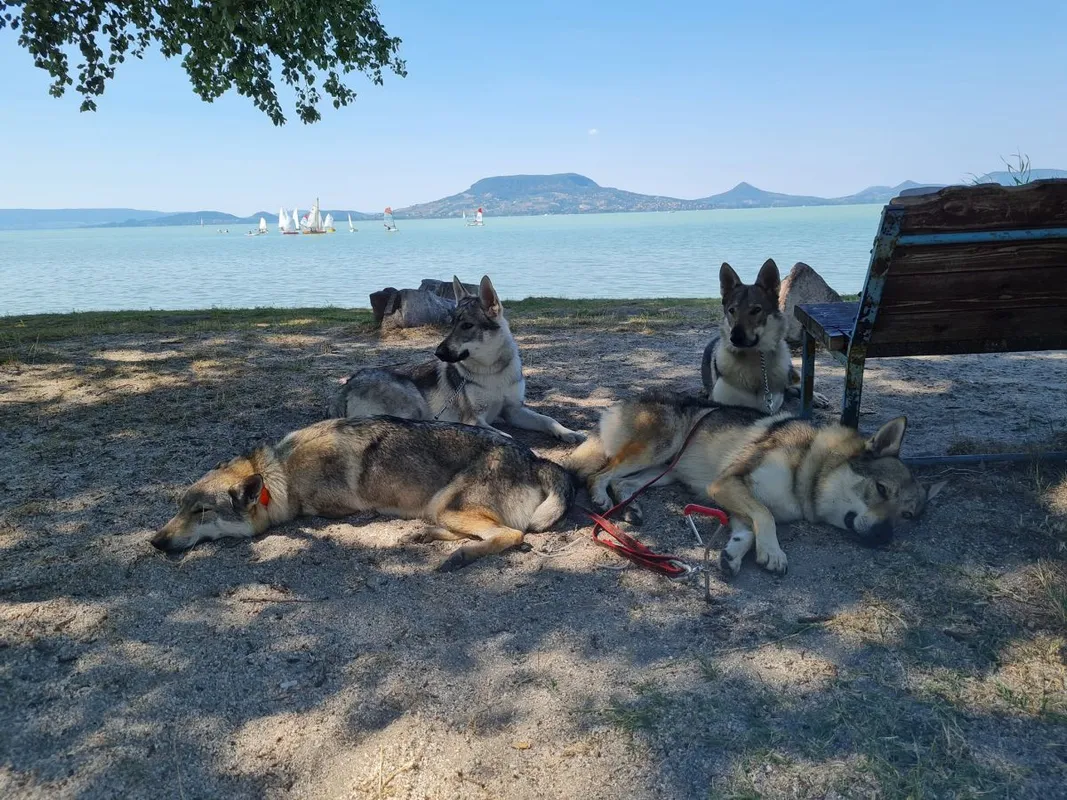 farkasok Balatonban