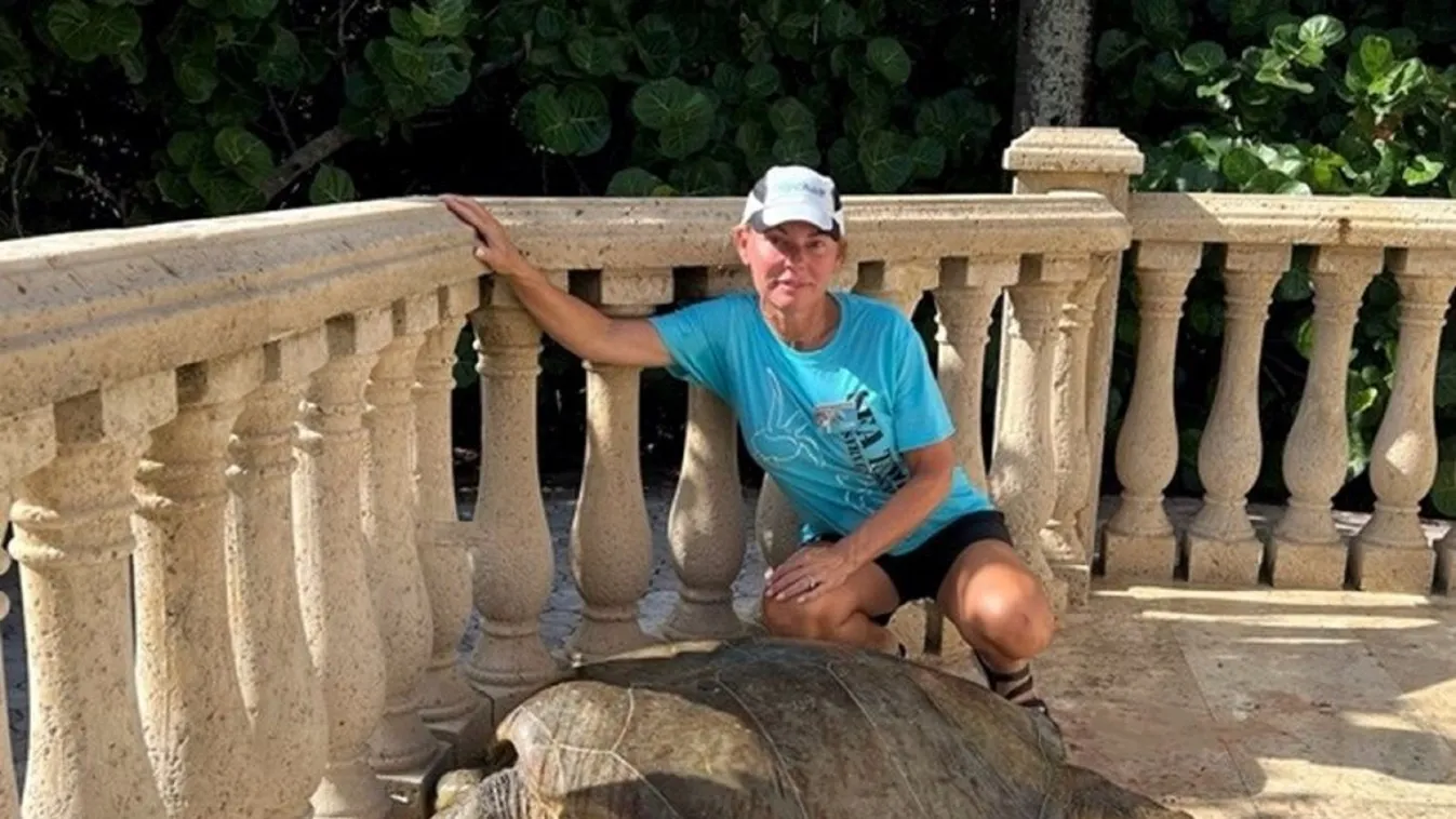 Teraszon rekedt óriásteknőst mentettek Floridában
