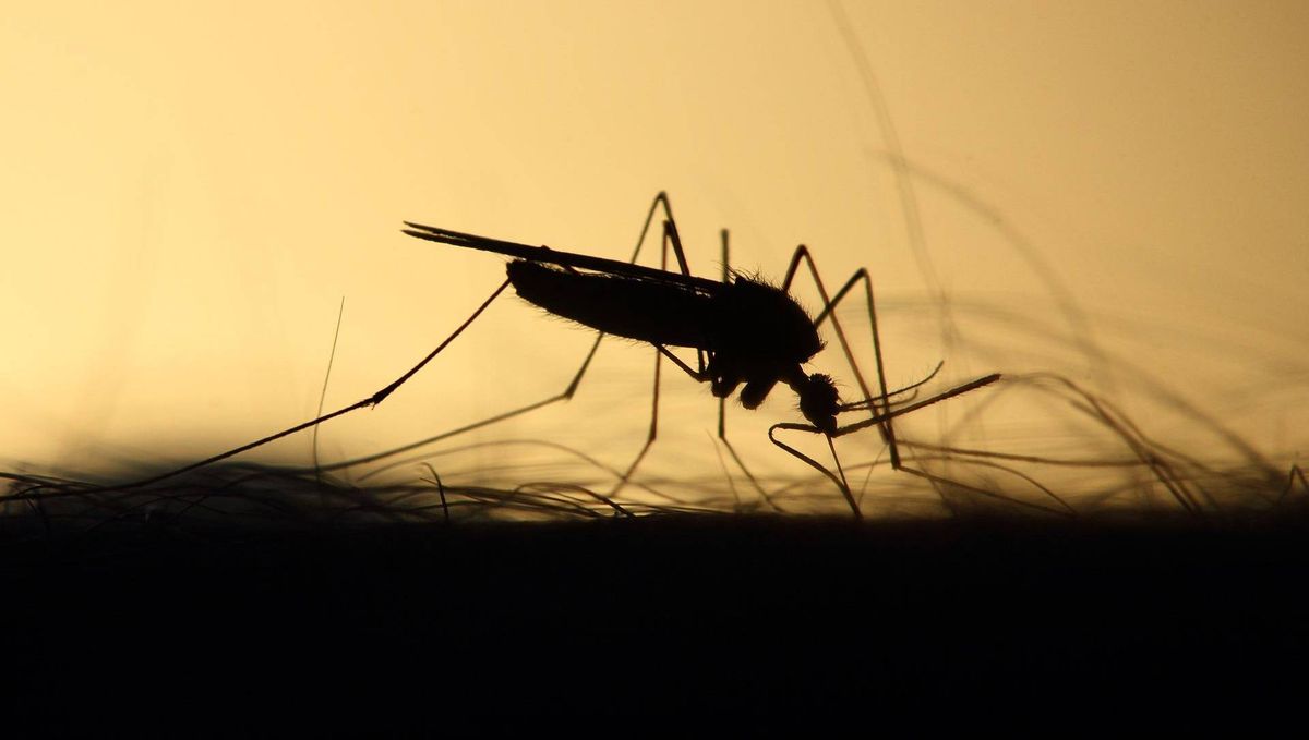szúnyog, rovar, nyár, Pixabay