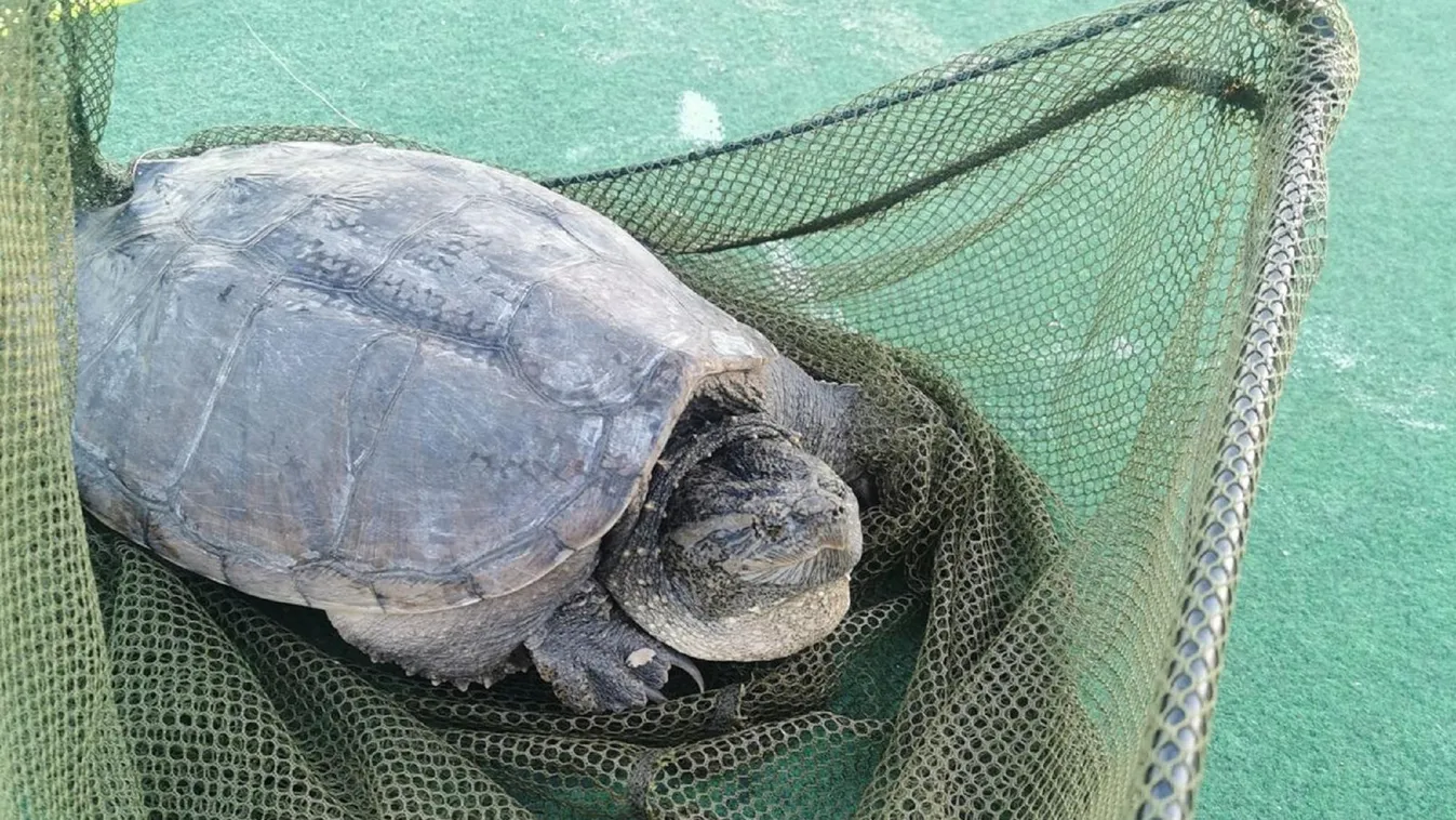 Aligátorteknőst fogtak ki egy balatoni strandnál a horgászok