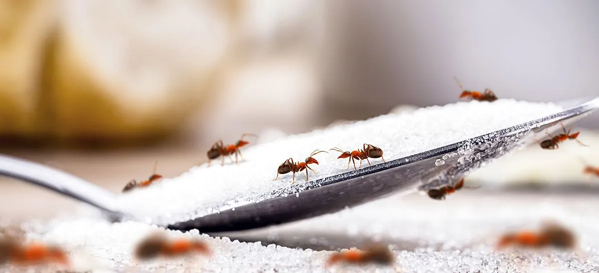 Small,Red,Ants,On,Sugar,Spoon,,Ants,On,Table,,Spot