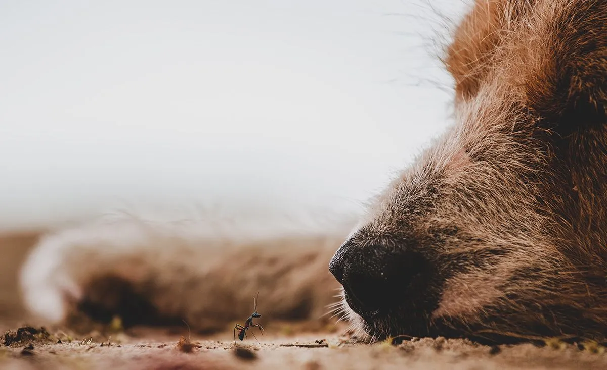 Dog,&,Ant,,An,Old,Dog,Lying,On,The,Sand...