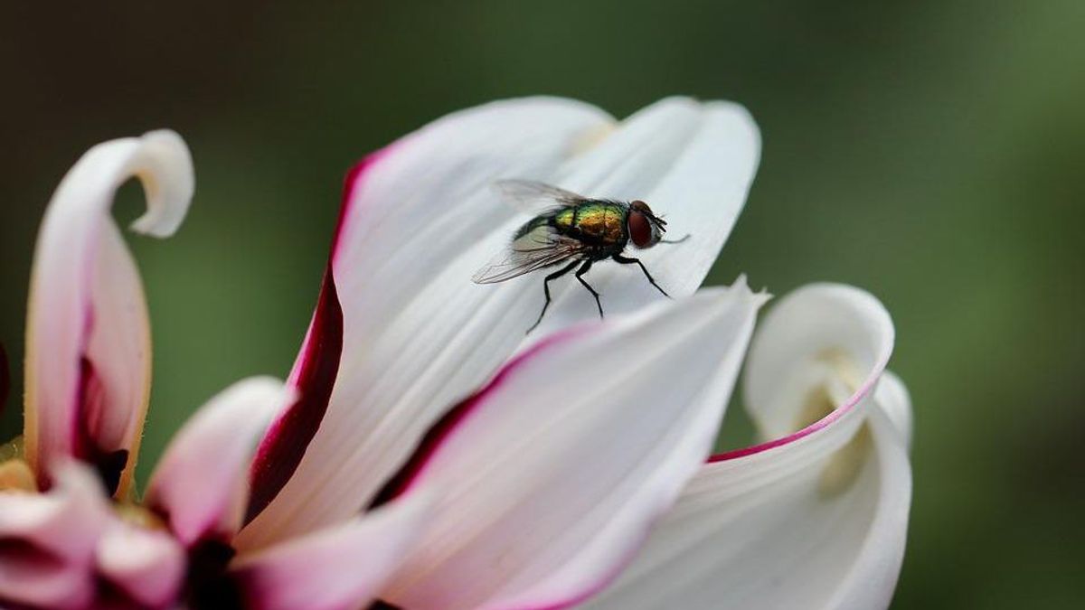 7 egyszerű tipp, amivel távol tarthatod a legyeket