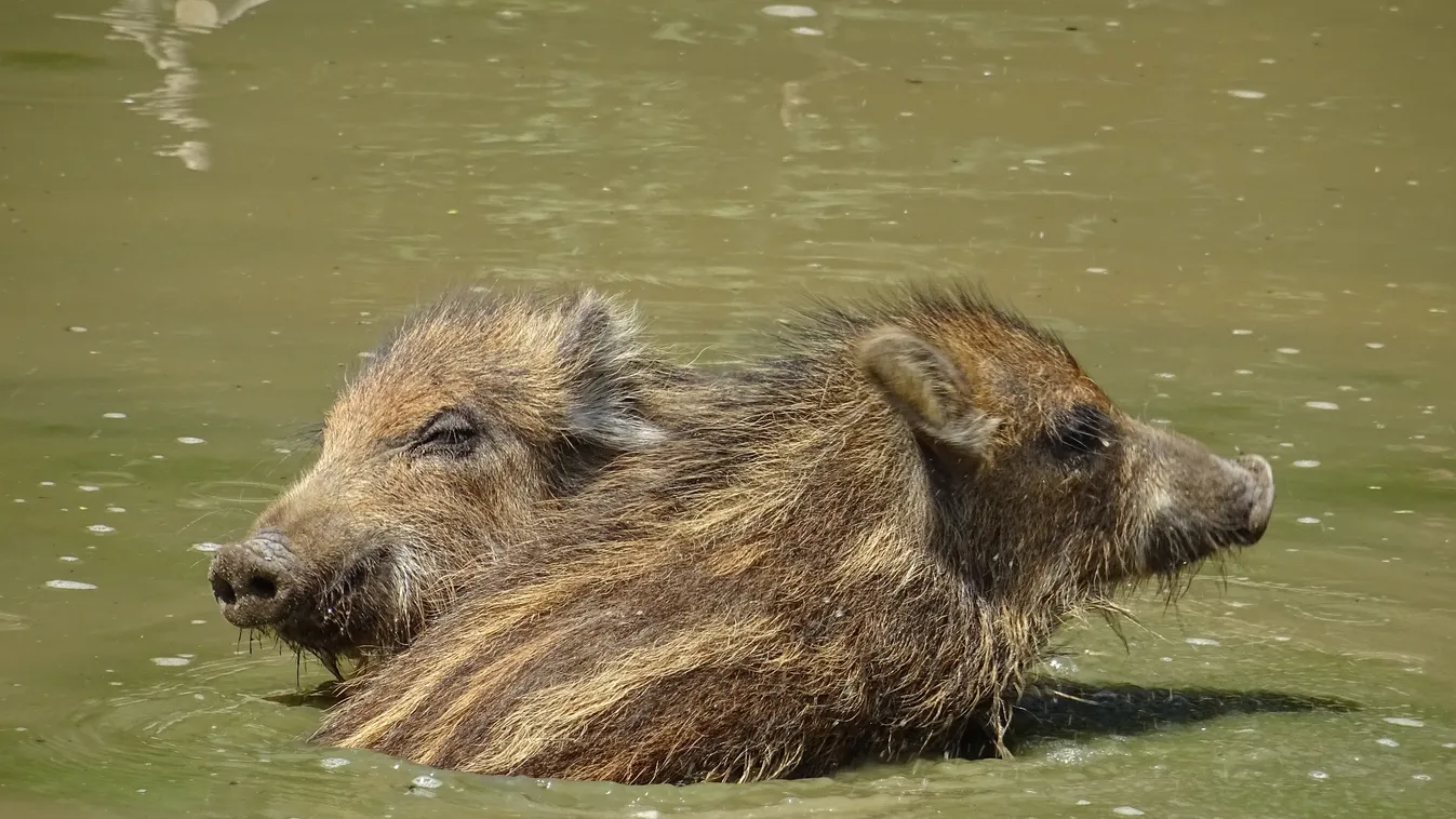 Vaddisznók strandoltak a Balatonban