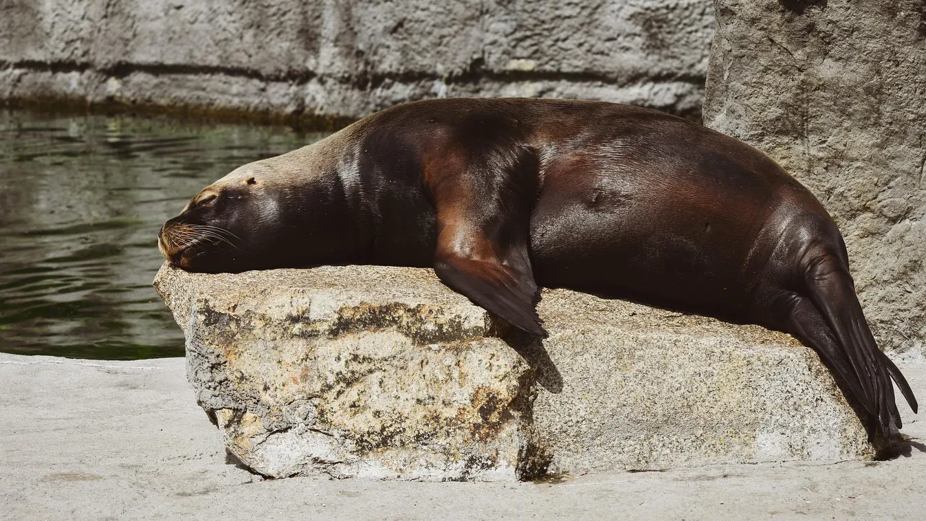 Videó: Felbőszült oroszlánfókák zavarták el a strandolókat