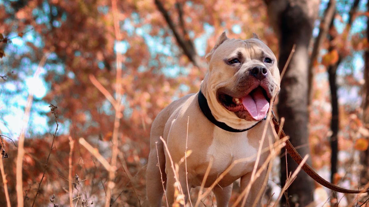 Mentett pitbull marcangolta halálra a nagymamát