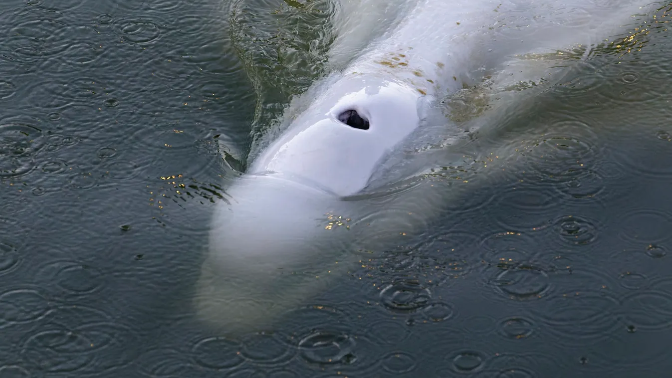 Nem sikerült a mentés: Elpusztult a Szajnába tévedt fehér delfin